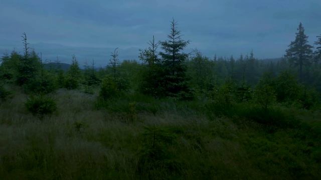SEPTIMA - Foggy forest walk [4K] смотреть онлайн