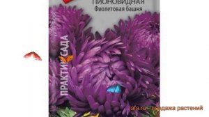 Астра пионовидный Фиолетовая башня ? обзор: как сажать, семена астры Фиолетовая башня