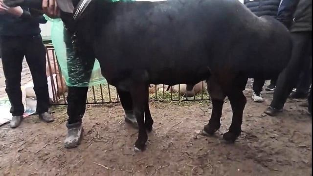 Самый крупный в мире баран гиссар