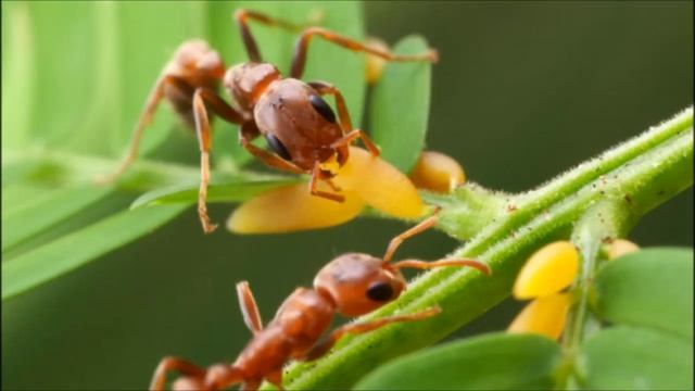 Эволюция или Сотворение? Симбиоз муравьёв и растений смотреть онлайн