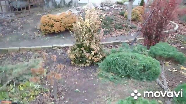 Знову стрижу. Ялівець сільвер Стар та верба хакуро нішикі ? смотреть онлайн