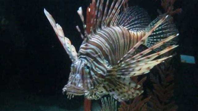 MVI красивая рыбка Тайланд смотреть онлайн