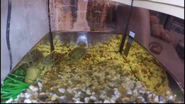 3 минуты из жизни черепахи смотреть онлайн
