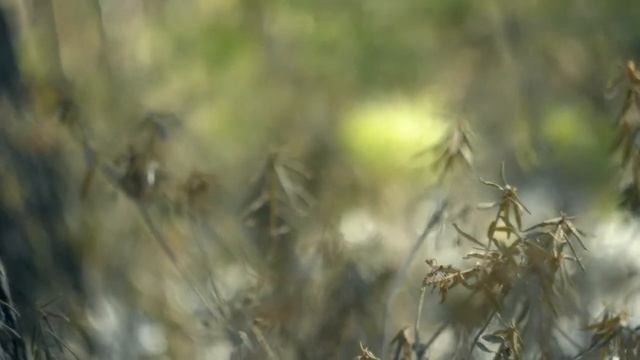 Возможности цветокоррекции видео Nikon D5000 смотреть онлайн