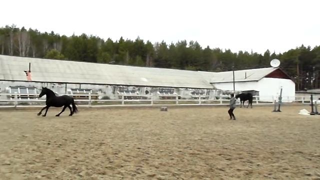 Лошади. Фриз на виртуальной корде. Воспитание молодой лошади смотреть онлайн