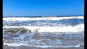 Обитатели Балтийского моря