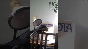 Карелла поет