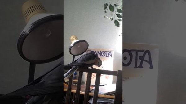 Карелла поет