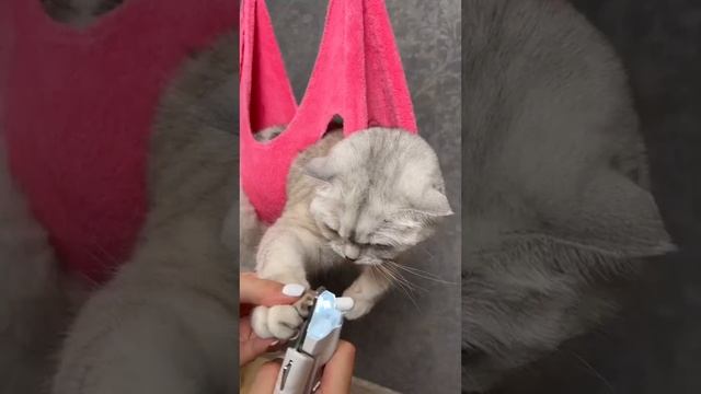 Как подстричь кошке когти #кошки #кот #котики #shorts смотреть онлайн