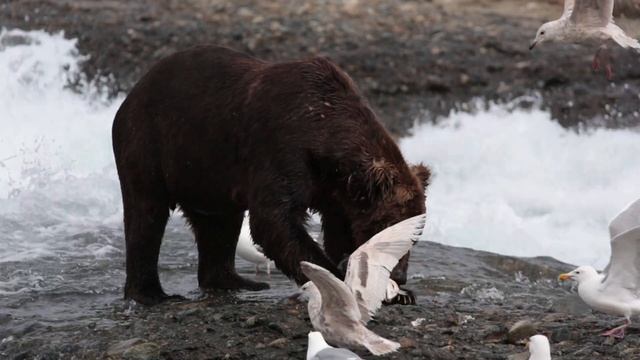 Brown Bear Eating Fish at McNeil River Alaska смотреть онлайн