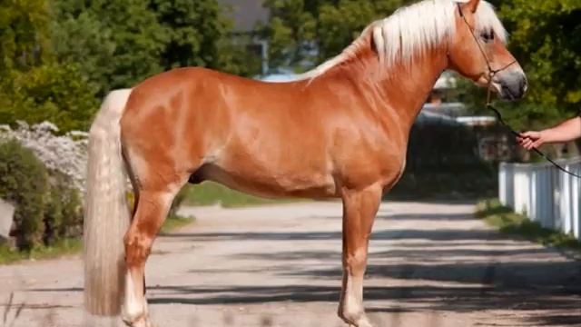 Кайеркан Сергей - Конь буланый смотреть онлайн