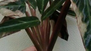 Как успешно размножить Калатею? Способы размножения Калатеи.