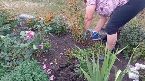 11-09-2024 Дела осенние огородные.