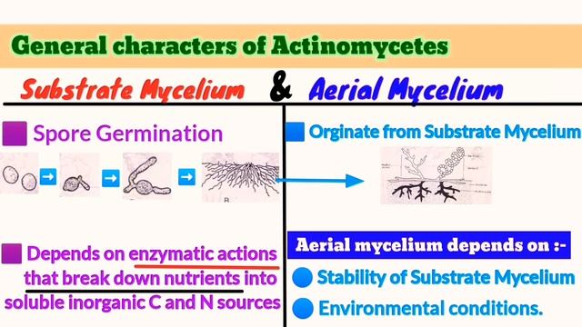 ما هي الاكتينوميسيت؟ وهل تعتبر بكتيريا أم فطريات؟ ? شرح أساسيات ميكروبيولوجي بالعربي - Actinomycete