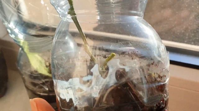 Укореняю Черенки Мандарина с рынка ✅ Хочу мандариновое дерево дома ??? смотреть онлайн