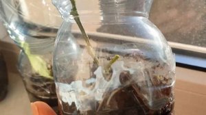 Укореняю Черенки Мандарина с рынка ✅ Хочу мандариновое дерево дома ???