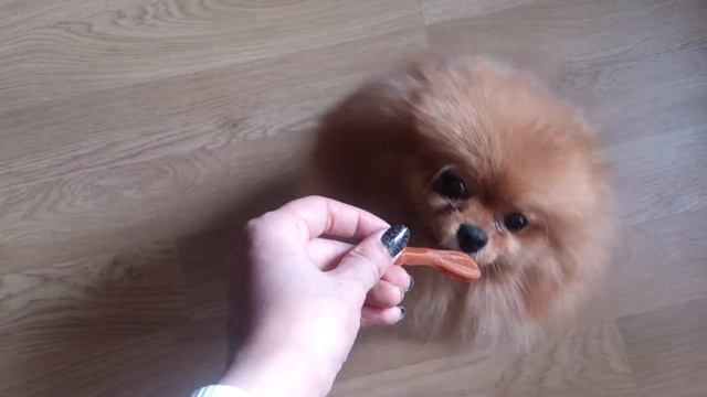 Померанский шпиц просит вкусняшку/Pomeranian requests snacks смотреть онлайн