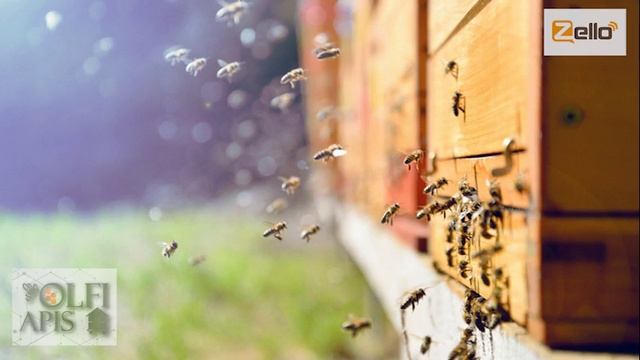 25.05.20 г. Z-рация, канал "Творческое пчеловодство", Технология содержания пчел смотреть онлайн