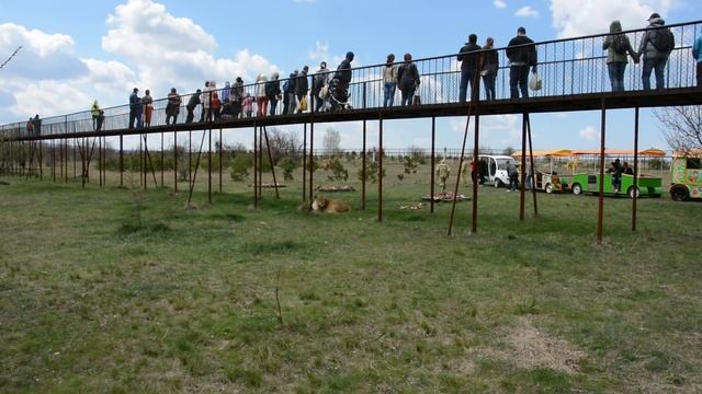 Львы бегают по сафари смотреть онлайн