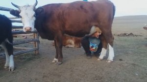 Монголия. Часть - 7. К кочевникам. Жизнь в Юрте