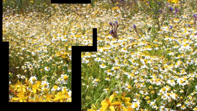 РОМАШКА АПТЕЧНАЯ (Matricaria chamomilla) смотреть онлайн