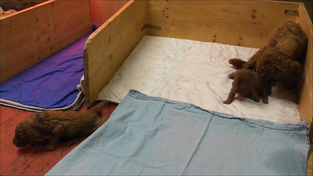 R - Kinder 2 Wochen alt 1 смотреть онлайн