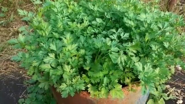Петрушка Итальянский гигант Выращивание петрушки в бочке смотреть онлайн