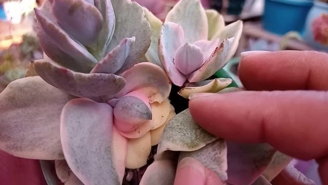 50 arranjos de suculentas em vasos criativos. смотреть онлайн