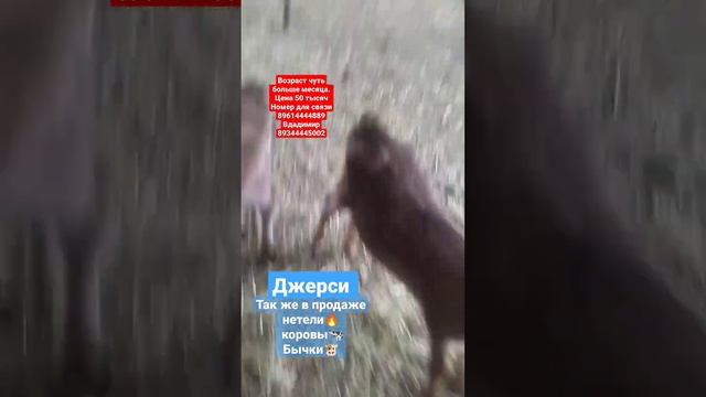 в продаже племенные животные джерси (#нетели #коровы #бычки #телята #сыр #молоко #сыроварня ) смотреть онлайн