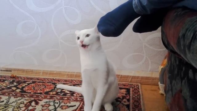 Кот нюхает ногу. 2016. Прикол. смотреть онлайн