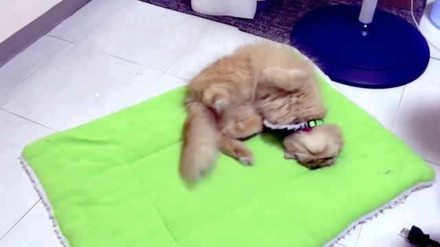 How to Calm a Female Cat in Heat? смотреть онлайн