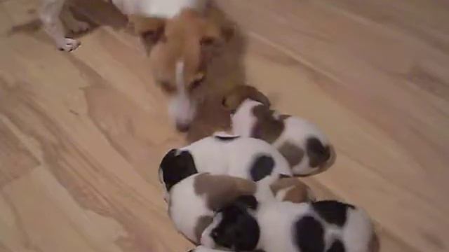 Jack Russell terrier Demi und 5 Welpen - 16 Tagen alt смотреть онлайн