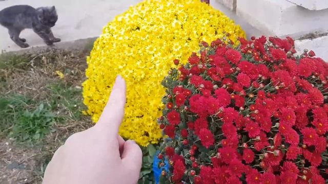 Влог# 159 Подарки от ПОДПИСЧИКОВ?Ремонт веранды продолжается⚒ ПОСАДКА лука в зиму? смотреть онлайн