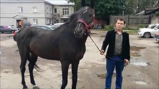 Коня поймали Иваново смотреть онлайн