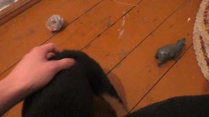 Как просто приучить щенка к туалету. Ротвейлер