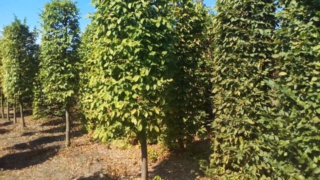 Граб обыкновенный формированный | Plante.md