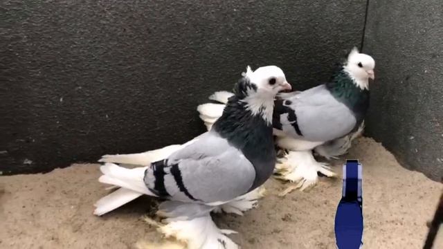 Обзор Белоголовой племянной птицы от голубевода Andrej Busik aus Hessen. Голуби / Tauben / Pigeons смотреть онлайн