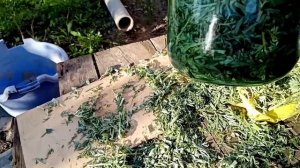 Приготовление настойки полыни горькой для лечения пчел от нозематоза и варроатоза пчел.