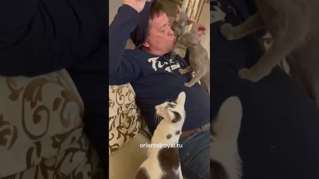 animal trainer??? смотреть онлайн