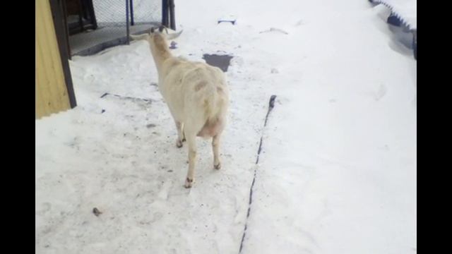 Козу в запуск? И отдыхать ! Как правильно запустить козу? смотреть онлайн