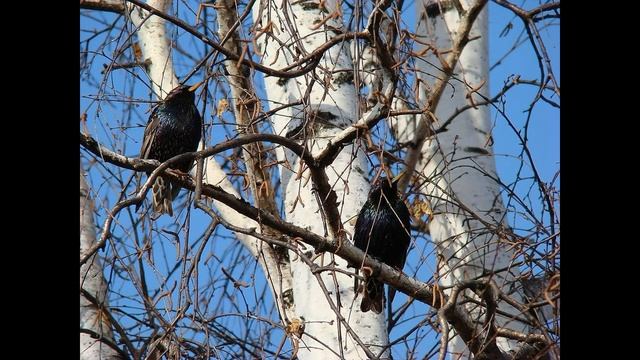 И. Муравейко "Два скворца" смотреть онлайн