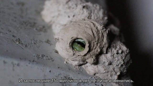 Самые древние животные нашей планеты смотреть онлайн