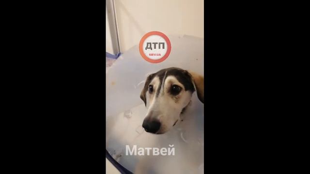 Парализованная собака Матвей, найденная в кустах в Вишнёвом, начала двигаться! вчера лежала трупико смотреть онлайн