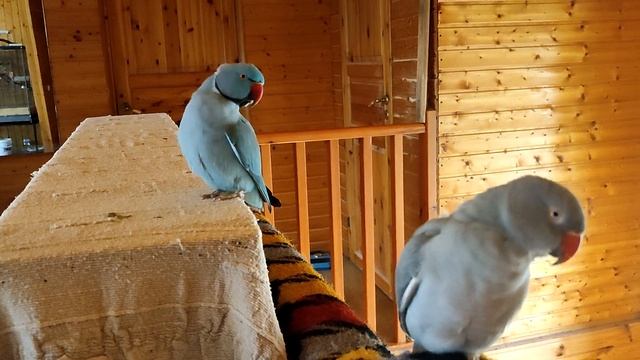 Зачем попугаю нужно летать? Всем ли это необходимо? Как мы летаем в домашних условиях. смотреть онлайн