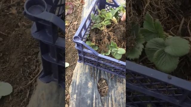 Рассада клубники Джоли смотреть онлайн