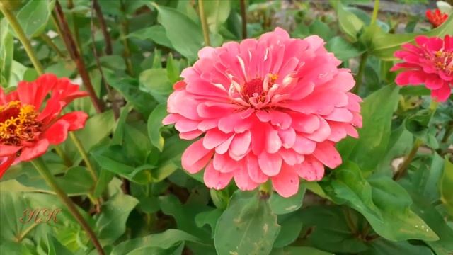 Цветочные мотивы. Цветы уходящего лета. Видео фоны и футажи смотреть онлайн