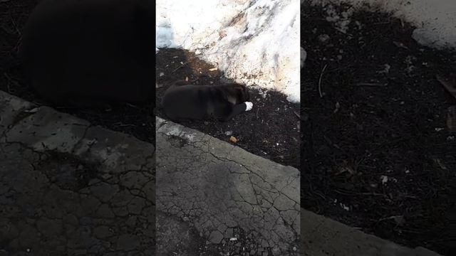 Алабай Эсми САО сука 2 месяца прогулка смотреть онлайн