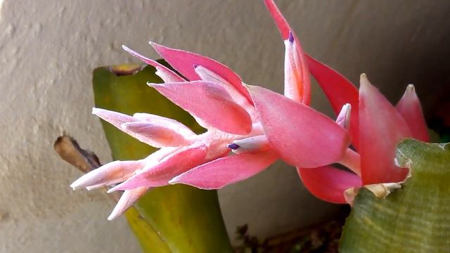 Tillandsia Strica- Gravatazinho Bromélias Cravo Do Mato