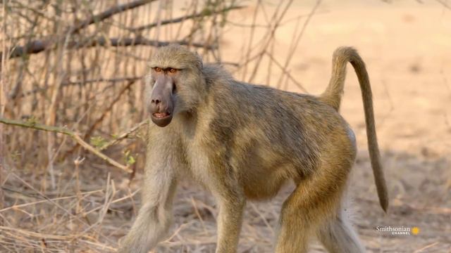 The Tragic Side Effects of a Baboon Leadership Battle смотреть онлайн