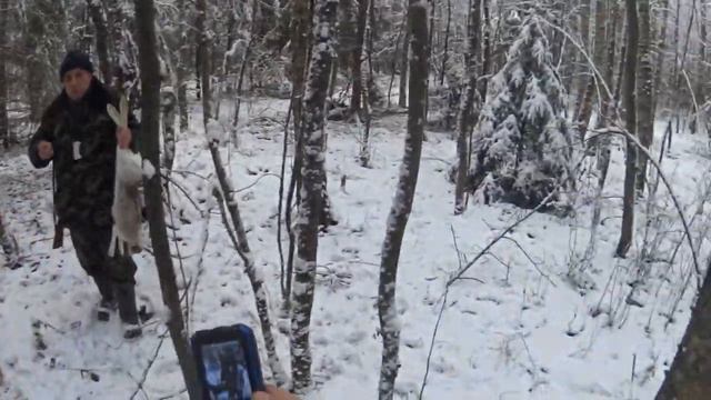 охота с русскими гончими на зайца. два трофея взято .22 .11.21